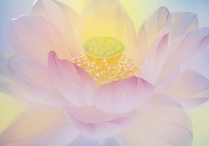 lotus(七色)