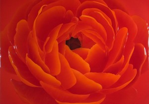 ラナンキュラス